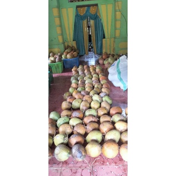 

buah kelapa kopyor genjah asli pati ukuran lingkaranya 47-48