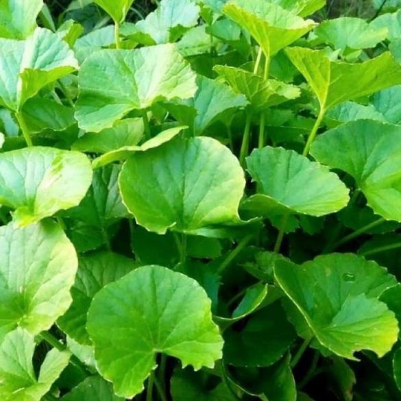 

ORIGINAL% Daun pegagan segar 1kg antanan