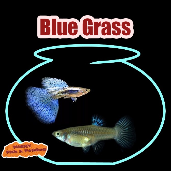 SEPASANG Blue Grass Guppy Indukan Grade