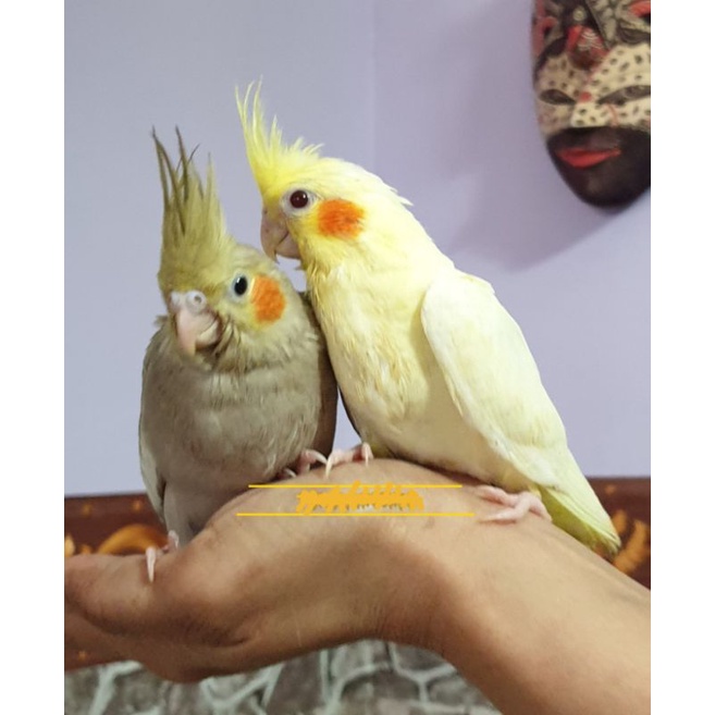 Parkit Australia Jinak