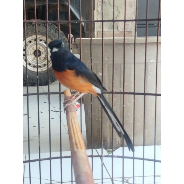 Burung Murai Batu Medan Lokal Jual 2500 Full Set