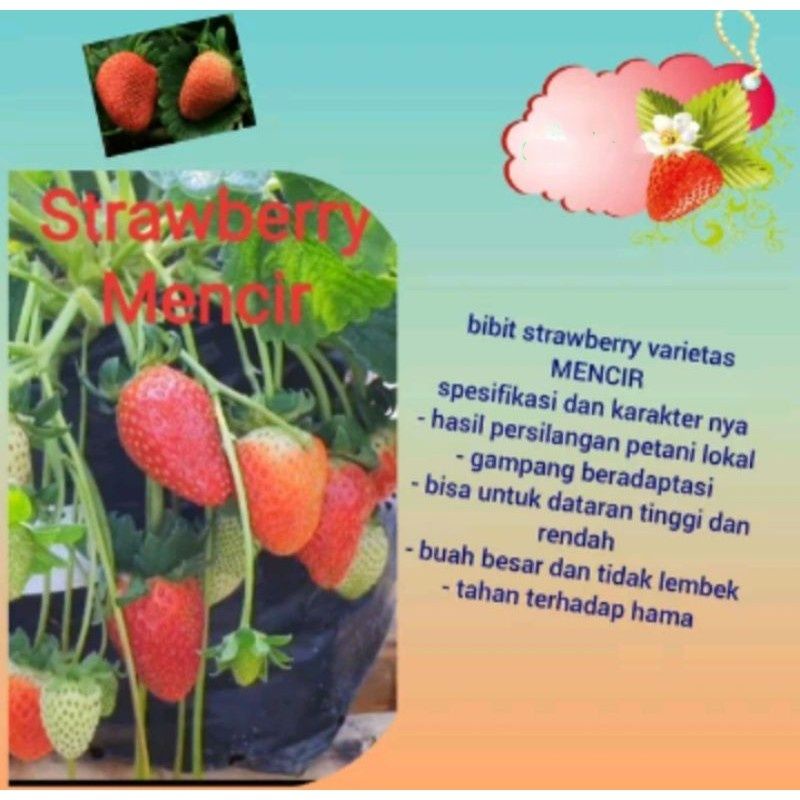 Jual Bibit Strawberry Mencir | Shopee Indonesia