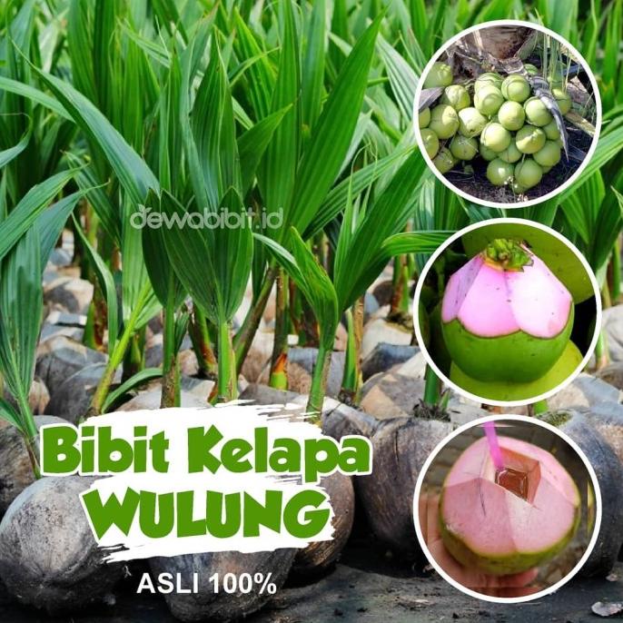 Bibit kelapa wulung kelapa hijau wulung kelapa ijo asli