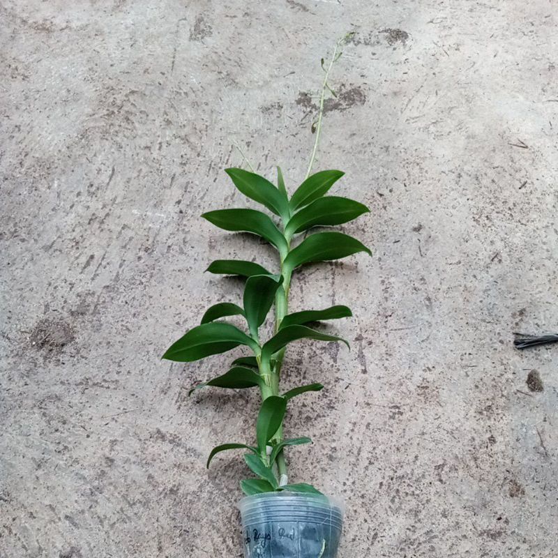 Dendrobium inaraya red knop