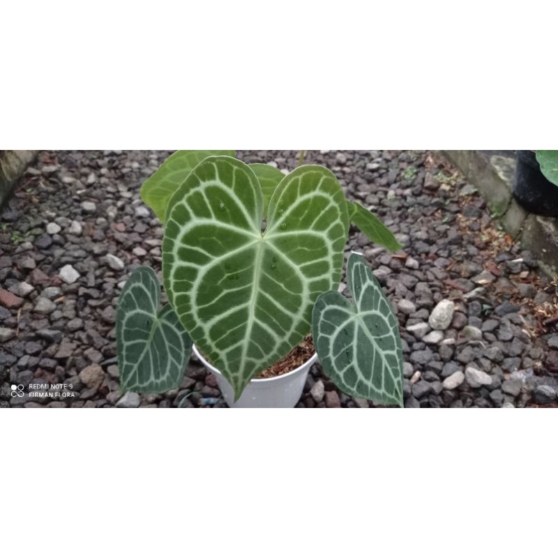 anthurium king clarinervium