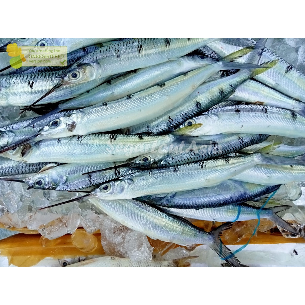 

Ikan Julung Julung Segar Ikan Kacang Kacang 1Kg