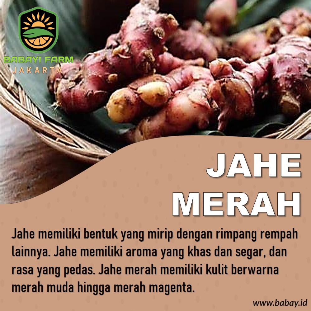 

Jahe Merah 250 500 Gr / 1 Kg