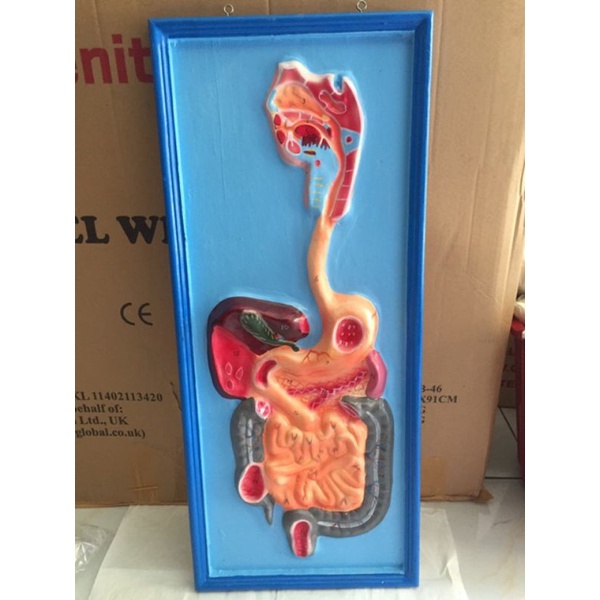 

Alat peraga pendidikan model pencernaan manusia