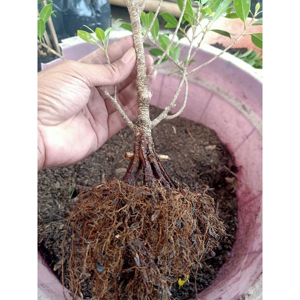 Kimeng Pecah Batang 8