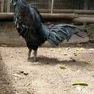 

SALE!!TELUR AYAM HIAS CEMANI LIDAH HITAM|RA2