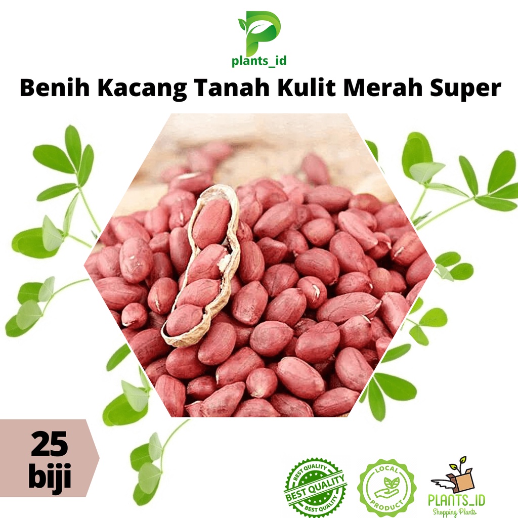 Benih Bibit Kacang Tanah Kulit Merah