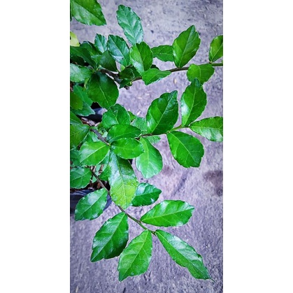 Bibit Tanaman Serut Bahan Bonsai