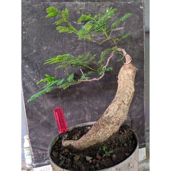 bahan bonsai petai cina lamtoro realpic