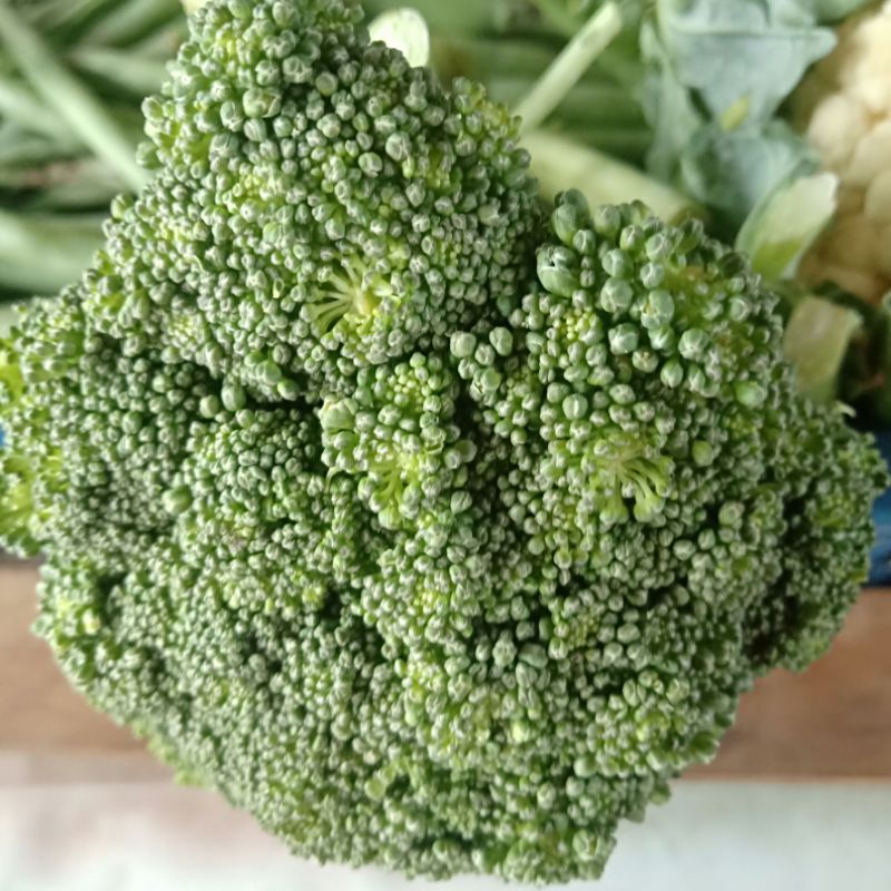 

brokoli/kembung kol per 500 gr