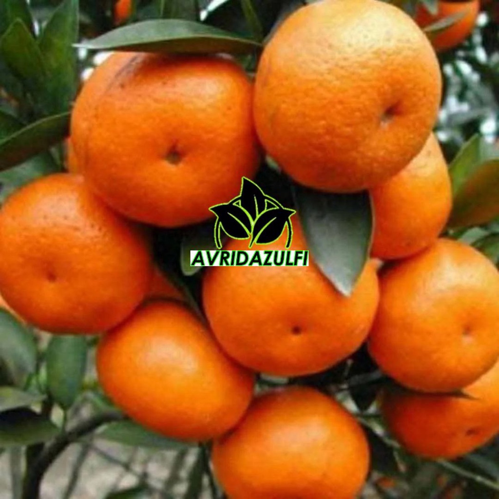 Bibit jeruk santang madu tanaman jeruk santang madu ukuran besar siap berbuah manis