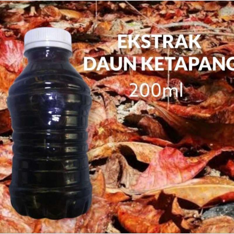 EKSTRAK OLAHAN DAUN KETAPANG 1 BOTOL