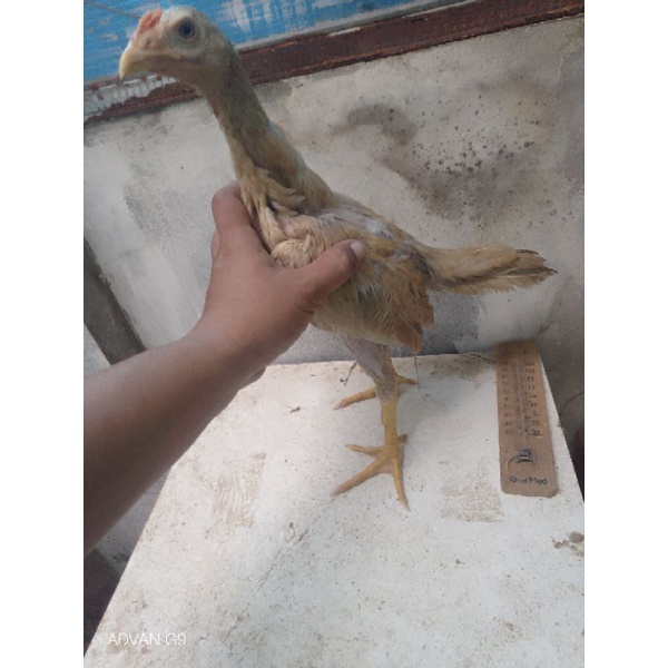 Vitamin Kesehatan Ayam Promo Bonus Ayam Shamo Ekor Lidi Kaku Bagus Untuk Kontes Ayam Hias