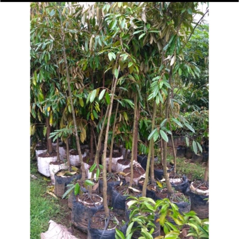 Bibit Durian bawor Batang besar
