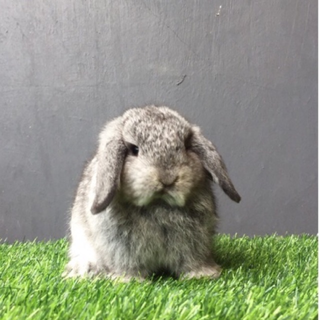 Kelinci Holland Lop