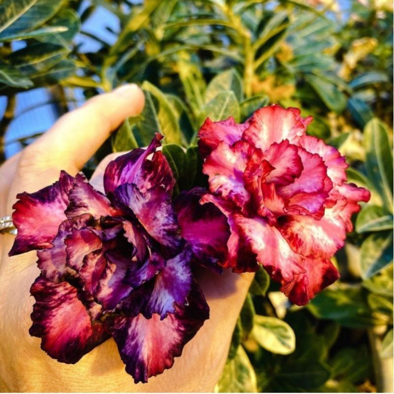 Bibit adenium bonggol besar Pink Mosaic- Bunga tumpuk adenium bonggol besar -tanaman hias hidup aden