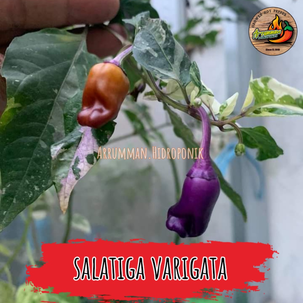 BENIH Bibit Cabe Hias SALATIGA VARIGATA - isi 1 Biji