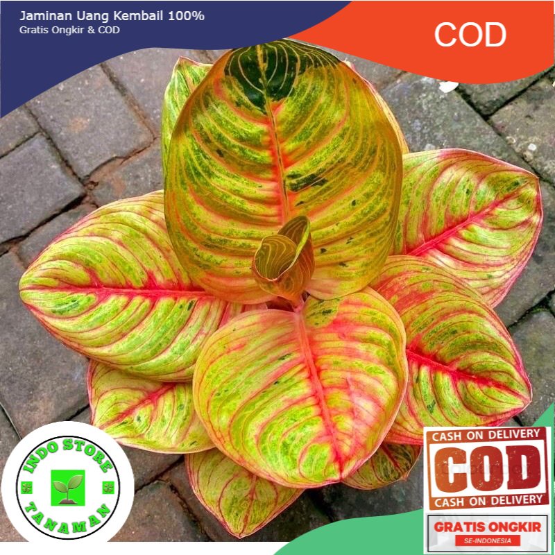 bibit anakan aglonema moonlight