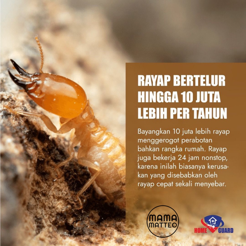 HOMEGUARD Anti Rayap / Home Guard Pembasmi Pengusir Melindungi Rumah Dari Rayap 100ml 250ml