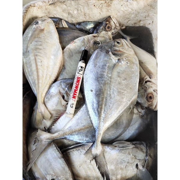Ikan Kuwe