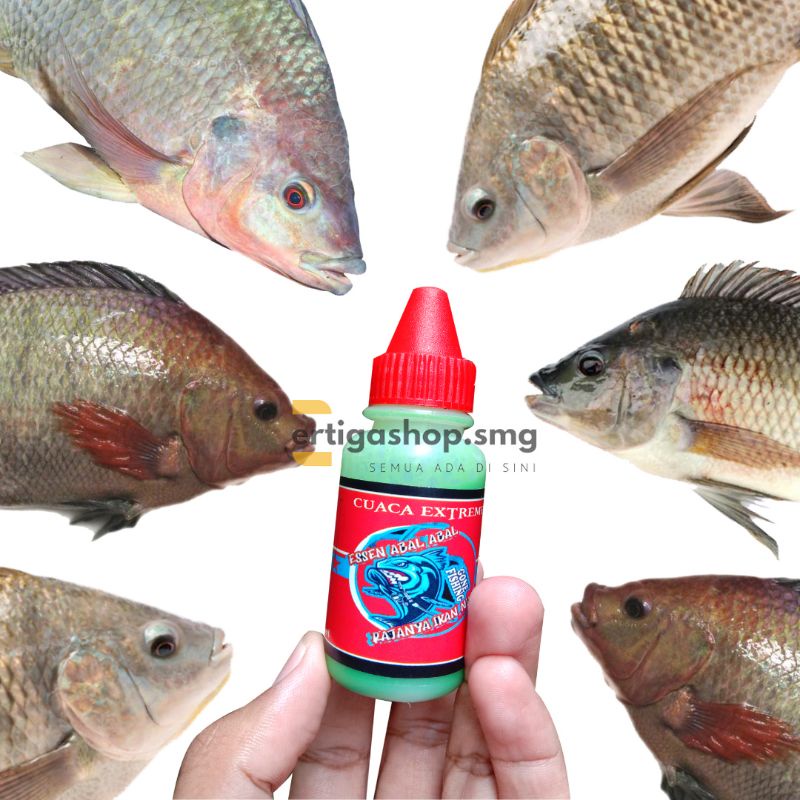 Essen Lumut Mancing Ikan Nila/ Mujahir Babon