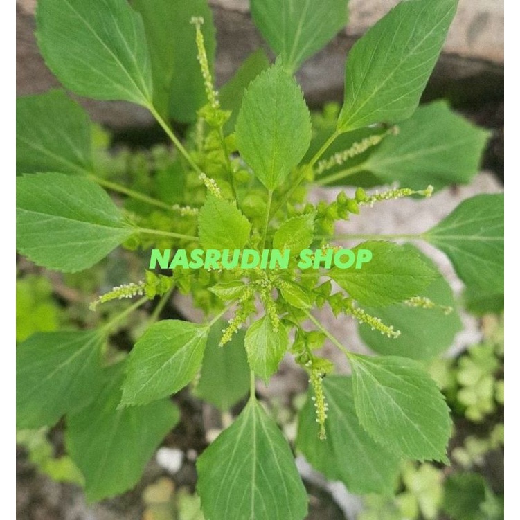 Jual DAUN KUCING GALAK SEGAR | DAUN ANTING ANTING ACALYPHA INDICA ...