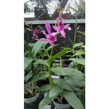 Dendrobium Caesar Red x Caesar Warawan spike knop