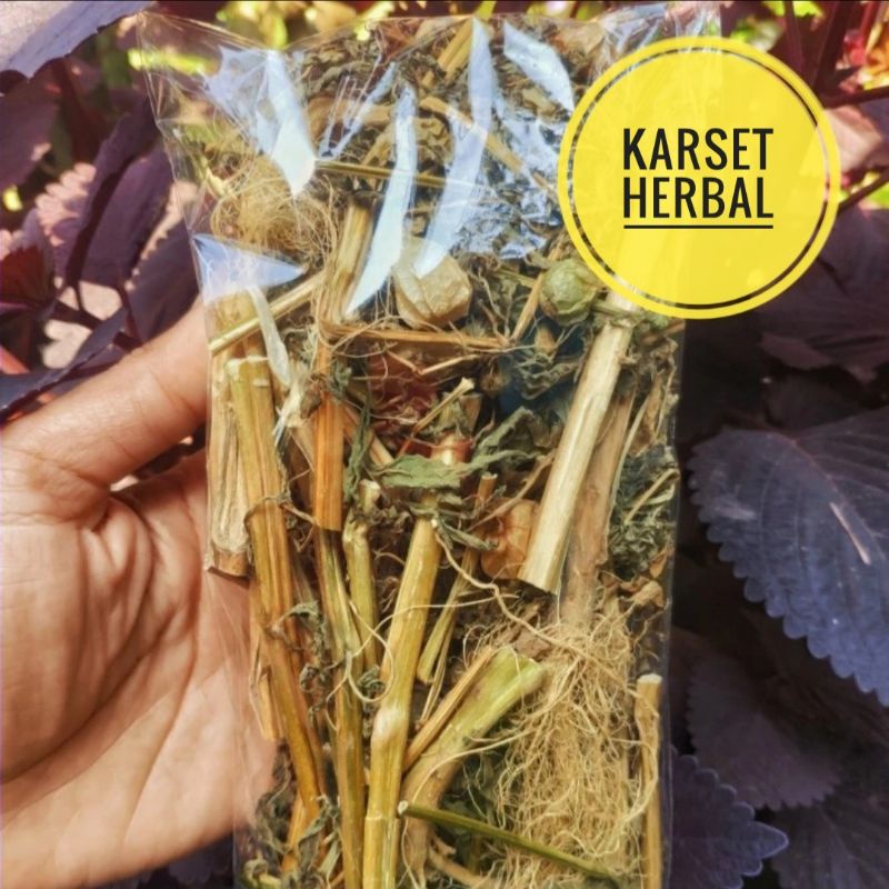 

Ciplukan kering kualitas terbaik | Cecendet kering herbal diabetes reumatik