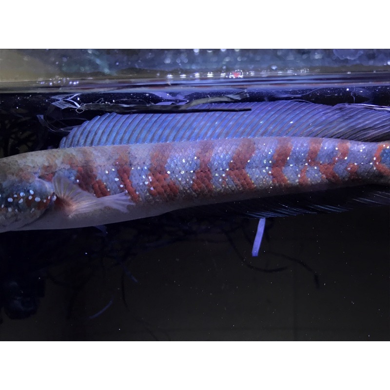 Baby Channa Asiatica Red Strip