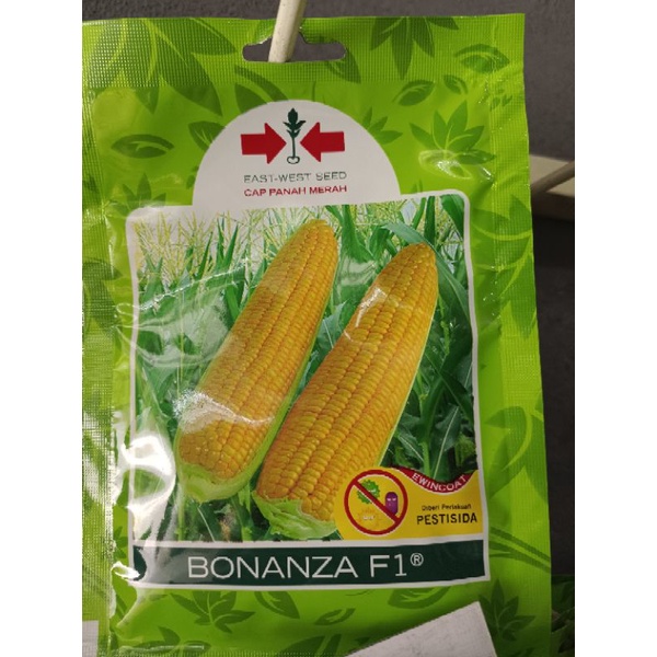 Benih jagung manis Bonanza