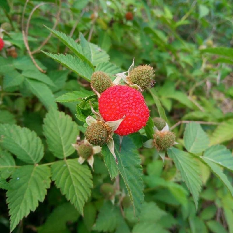 bibit tanaman rasberry/arbei siap tanam