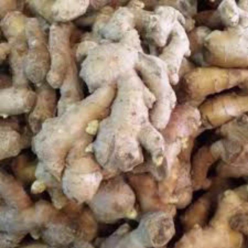 

Jahe gajah / jahe putih fress segar bersih sudah dicuci
