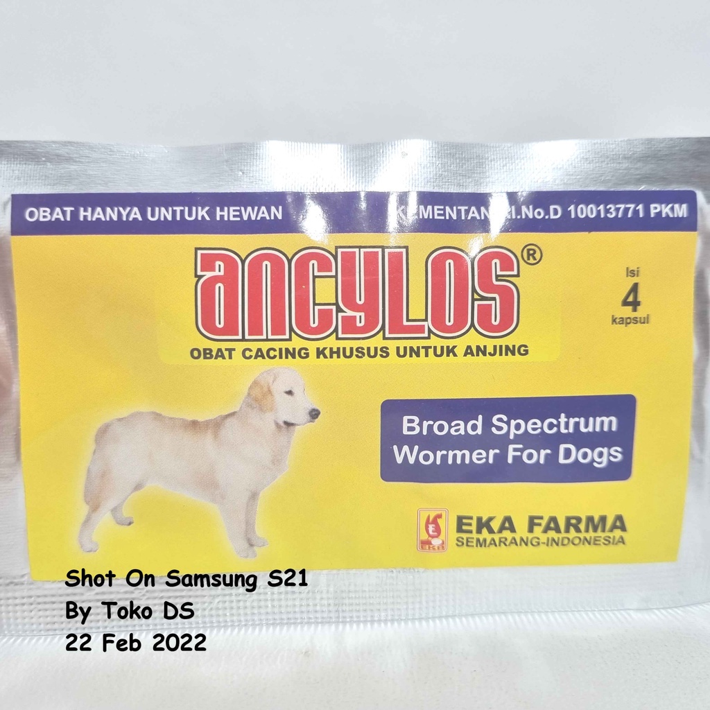 Ancylos Dog - Obat Cacing Anjing Obat Cacing Khusus Anjing Cacingan