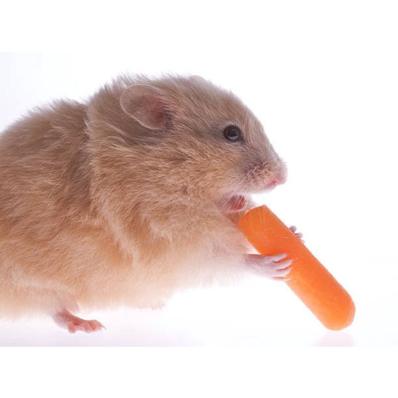 Dehydrated Whole Carrot Stick Snack Hamster/Kelinci/Marmut