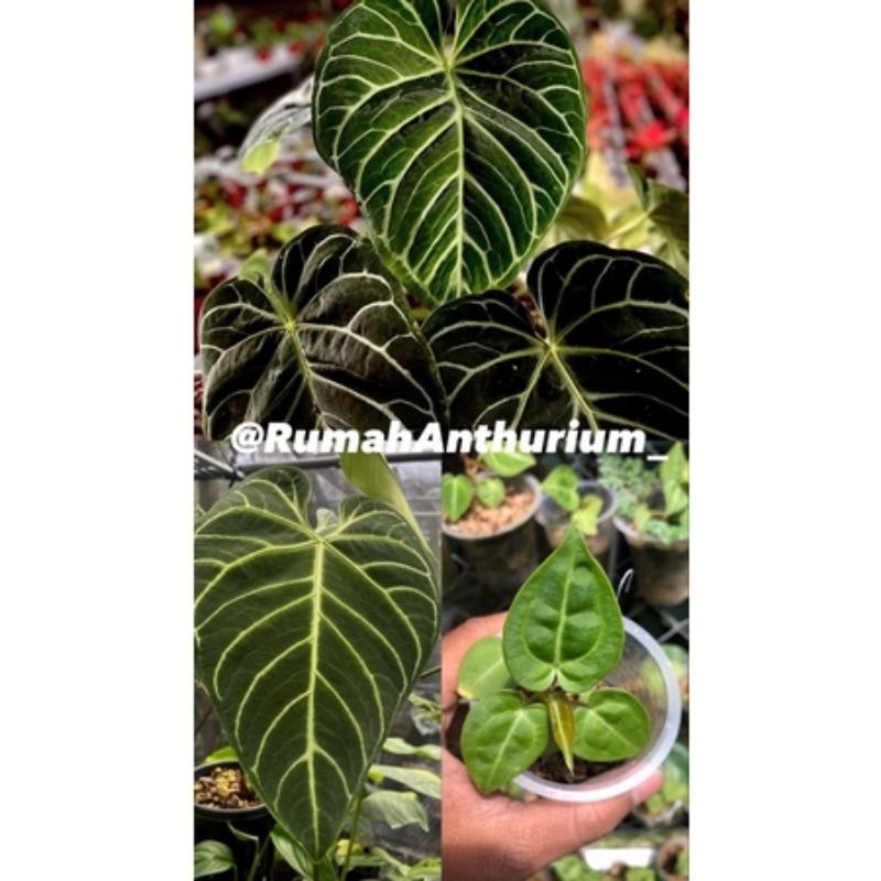 Anthurium Regale baby