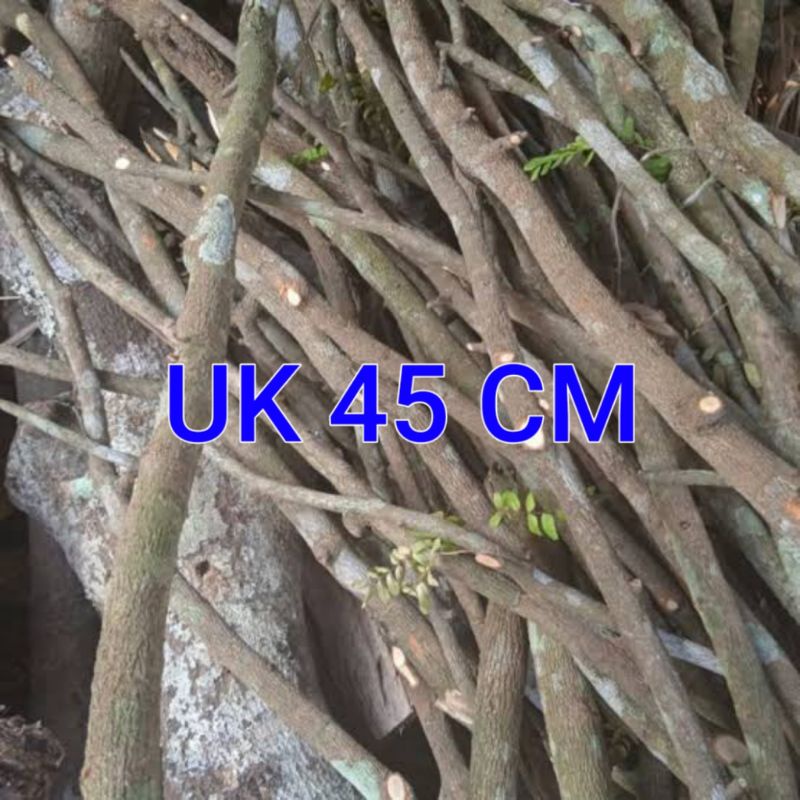 tangkringan kayu asem jawa plangkringan burung 45 cm