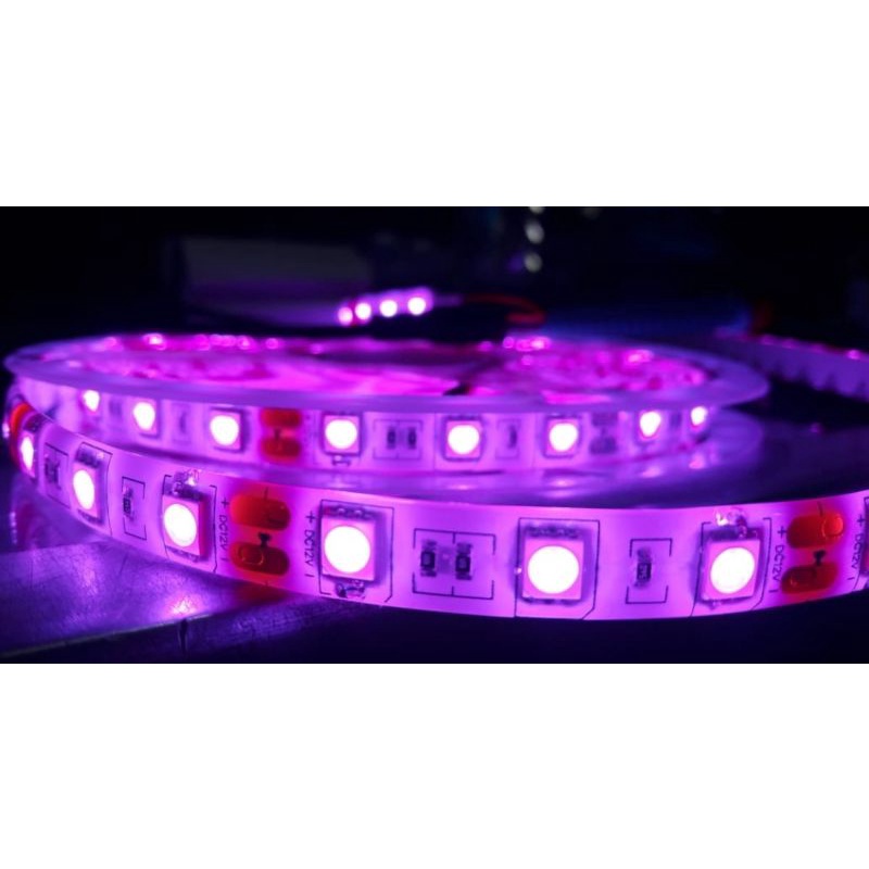 led strip 5050 24v pink panjang 5 meter ip 65