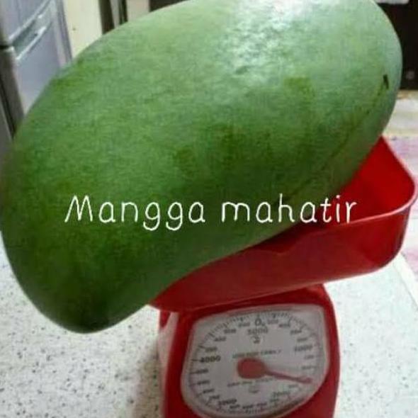BIBIT MANGGA JUMBO (MANGGA MAHATIR)