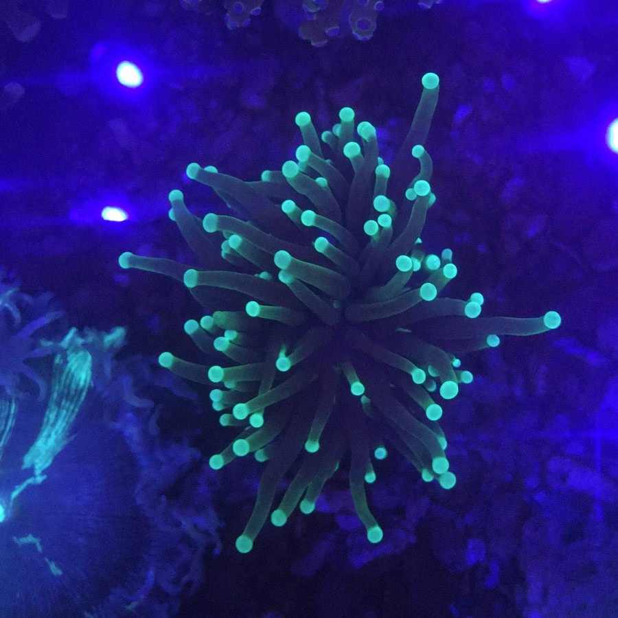 KARANG ANEMON DRAGON SOUL MATA 1