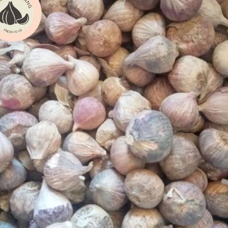 

[Terkece Se-RI] Bawang Putih Tunggal Lanang Jamin Bagus dan Fresh Mini 1KG / 500 GR