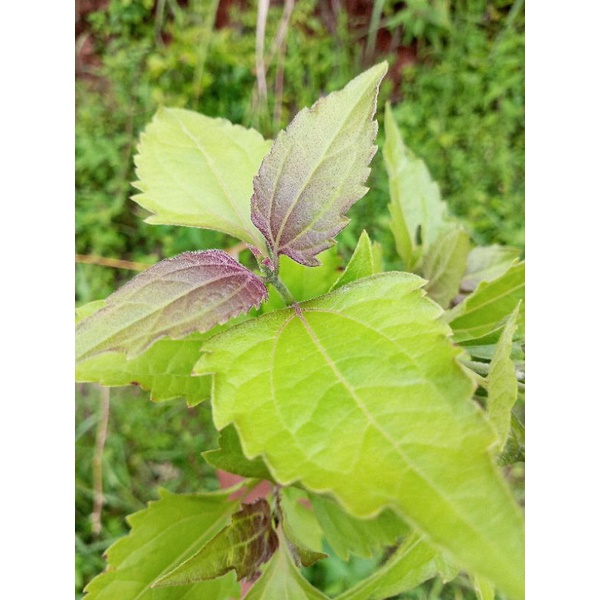 

Daun Kirinyuh Herbal 500gram