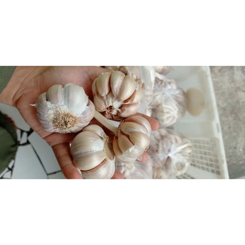 

bawang putih biasa | bawang putih sico | bawang putih honan berkualitas 1kg