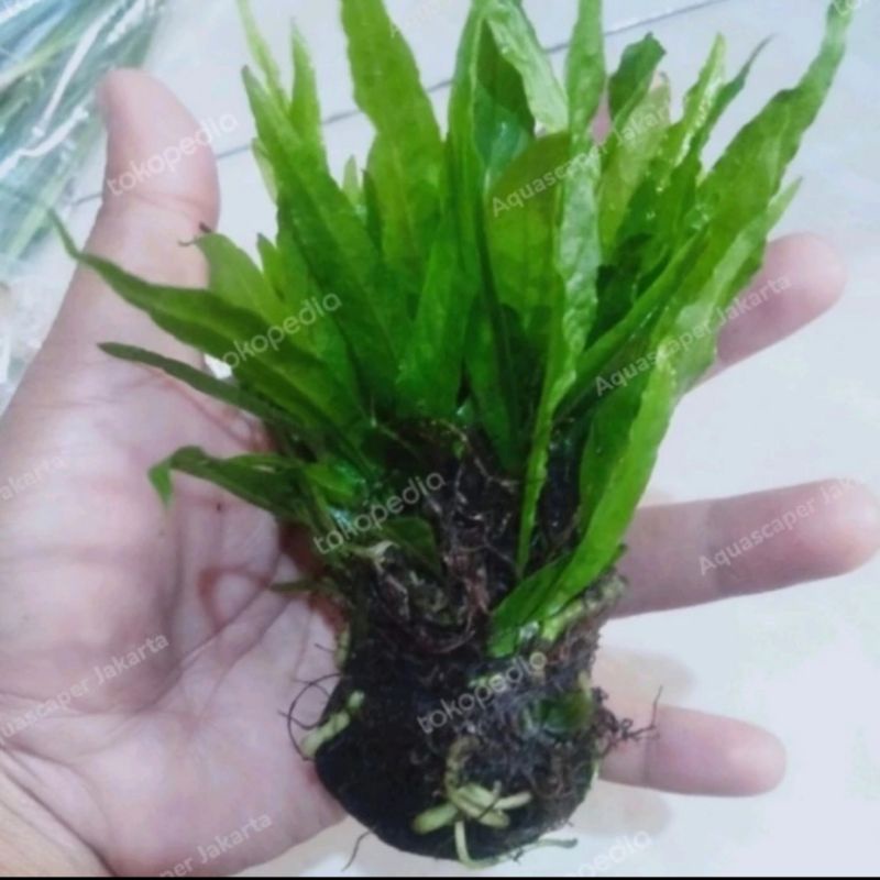 Kadaka Mini Media Wabikusa Java Fern Wabi Aquascape