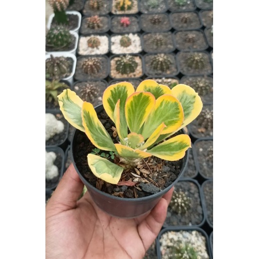 Euphorbia paisonii varigata