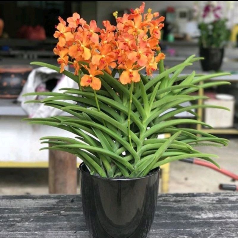 promo 2 anggrek vanda orange dewasa siap berbunga