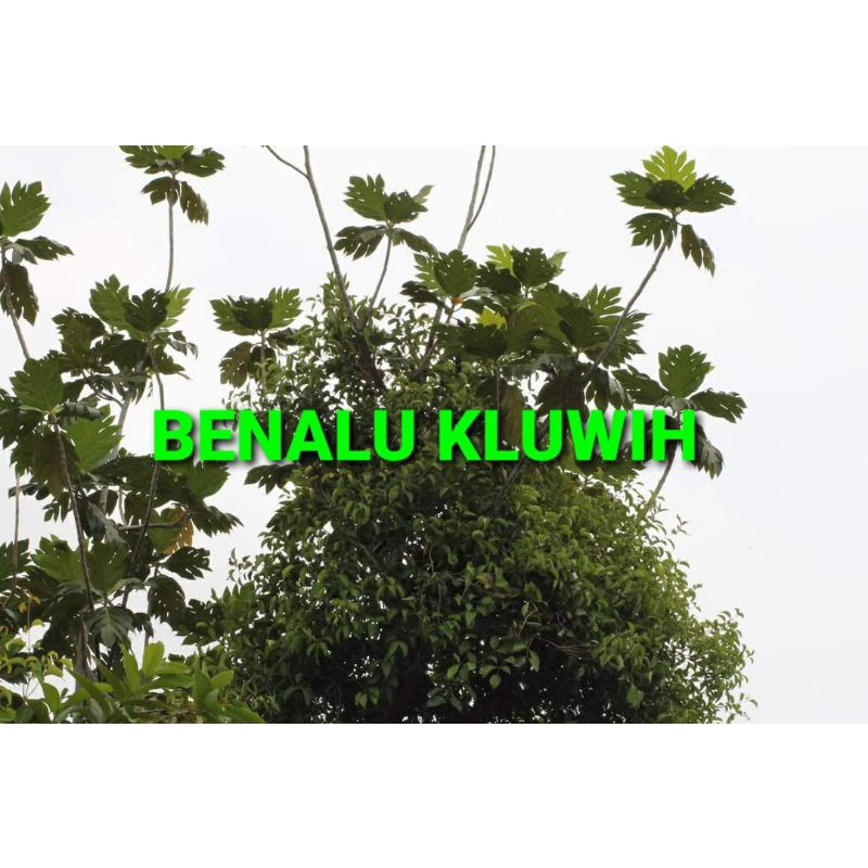 

BENALU KLUWIH KERING HIJAU 1000 GRAM (PREMIUM QUALITY)
